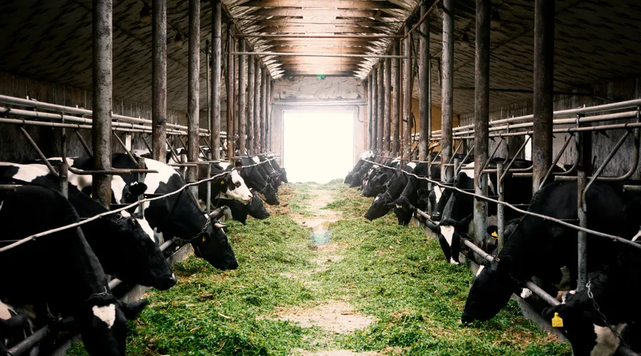 Kuş Gribinin İneklerde Nasıl Yayıldığı Anlaşıldı