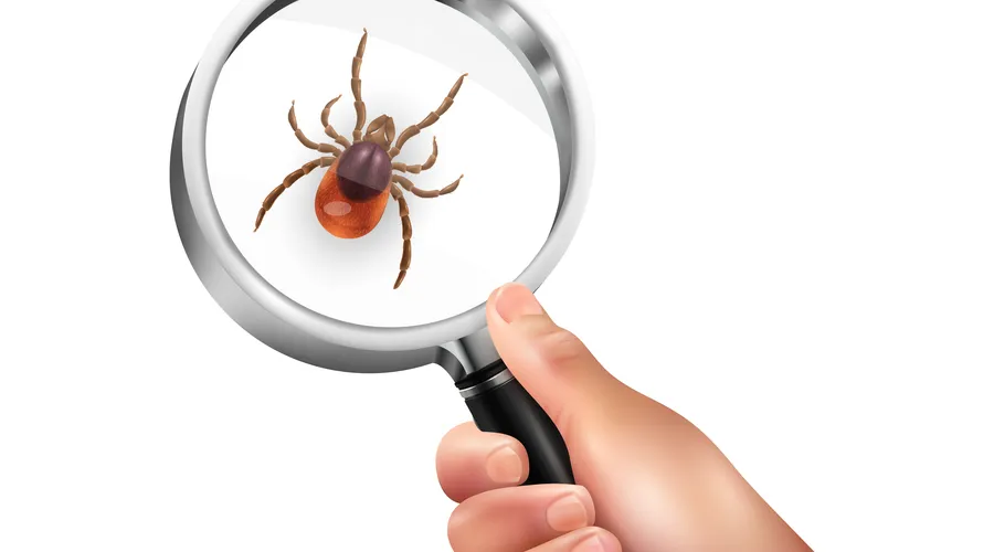 Kene Isırığı: Belirtileri, Riskleri ve Doğru Müdahale Yöntemleri