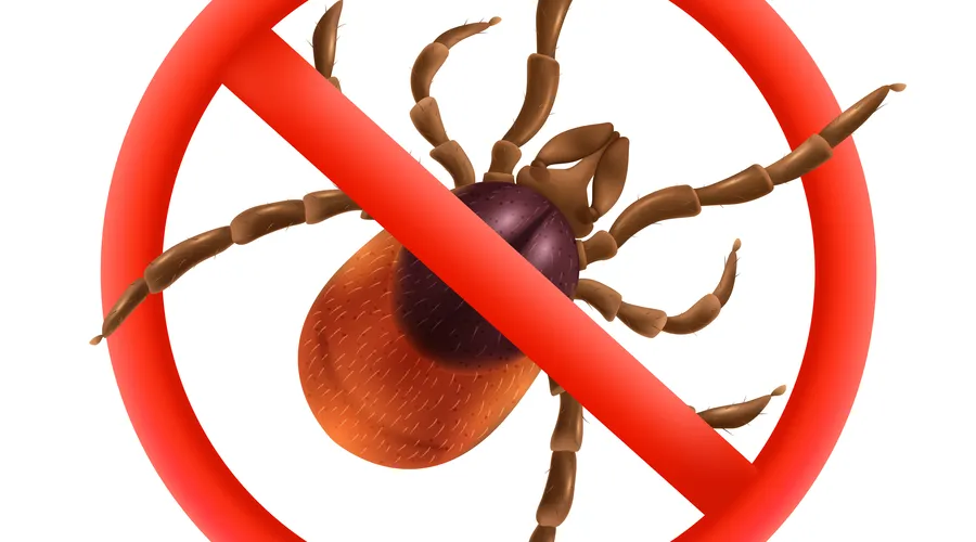 Kene Sayısı Arttı mı? Sağlık Bakanlığı'ndan Açıklama