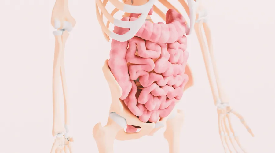 Bağırsaklar: Vücudumuzun İkinci Beyni