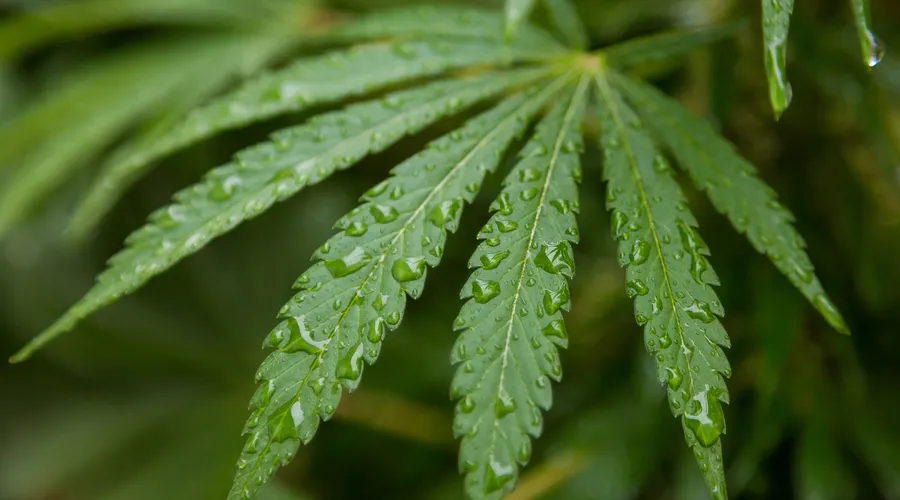 Tıbbi Kenevir Eczanelerde Satılabilecek: Meclis'e Yeni Kanun Teklifi Sunuldu