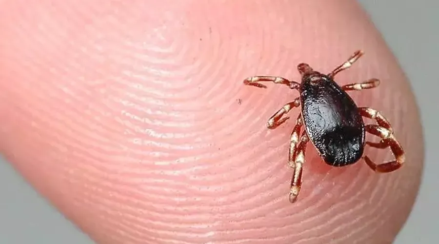 Çankırı'da Kene Isırması Sonucu Bir Kişi Hayatını Kaybetti! İl Sağlık Müdürlüğü'nden Uyarı