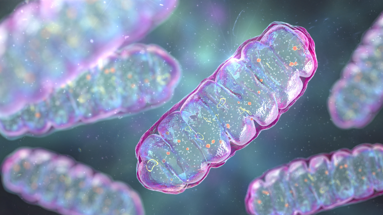 Sağlığın Anahtarı Mitokondrilerimizde